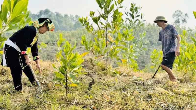 In the first four months of 2025, the area of ​​newly planted forests is estimated at 77,800 hectares, an increase of 11.3% over the same period in 2024. (Photo: HNV)