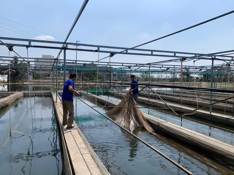 The goal in 2025 is to strive to reach 1.3 million hectares of aquaculture area, remaining stable compared to 2024. The goal in 2025 is to strive to reach 1.3 million hectares of aquaculture area, remaining stable compared to 2024.
