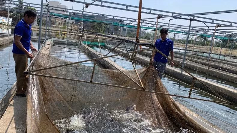 The output of aquatic feed in 2024 is 5.39 million tonnes (1.4 million tonnes for shrimp, 2.02 million tonnes for pangasius, 1.97 million tonnes for other aquatic products). The output of aquatic feed in 2024 is 5.39 million tonnes (1.4 million tonnes for shrimp, 2.02 million tonnes for pangasius, 1.97 million tonnes for other aquatic products).