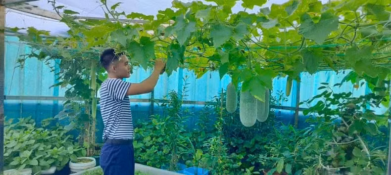 Truong Sa soldiers are taking care of the vegetable garden