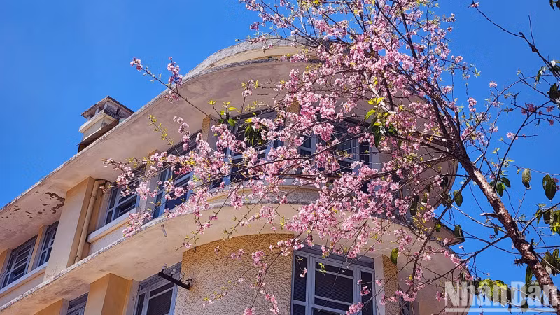 Amid the sunny season, visitors can enjoy the “messenger” flower of spring.