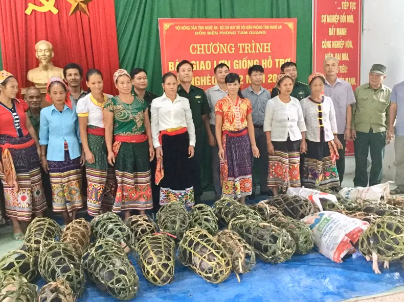 Tam Quang Border Guard Station helps people breed pigs.