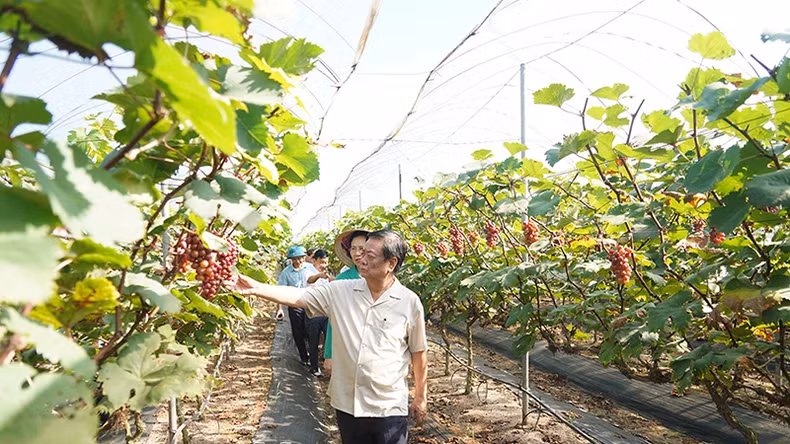 Minister of Agriculture and Rural Development Le Minh Hoan visits the grape growing model at the High-tech Agricultural Cooperative in Dong Du Commune, Binh Luc District.