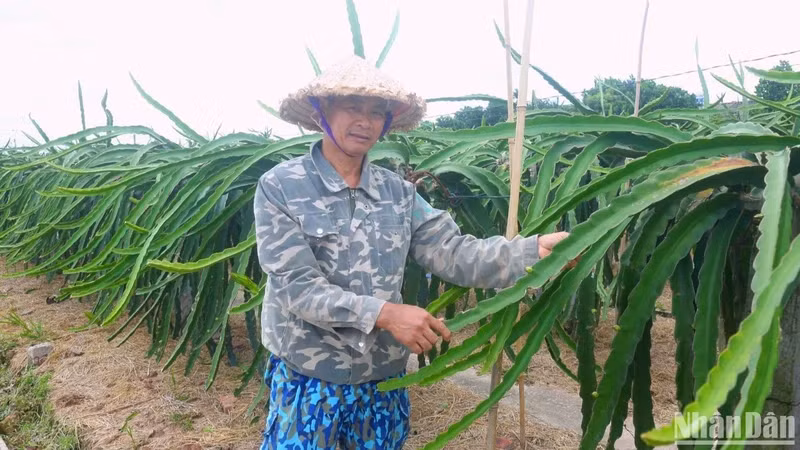 Vu Van Thuy shares the value that dragon fruit brings to the people in Bat Trang. (Photo: Ngoc Tan)
