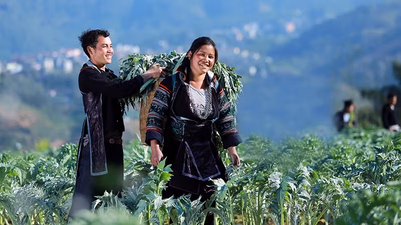 Artichoke harvest season in Sa Pa, Lao Cai Province. (Photo: Hoang Lien)