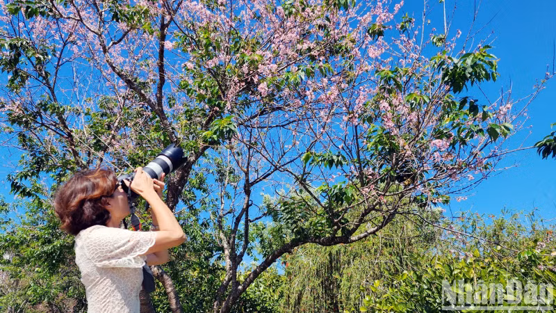 This variety of flower has painted a poetic picture of Da Lat. This variety of flower has painted a poetic picture of Da Lat.