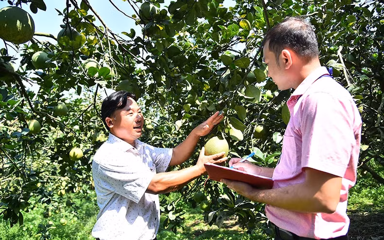 The grapefruit growing model of Dan Tien Cooperative (Tan Dinh Commune, Bac Tan Uyen District, Binh Duong Province) helps members have a stable income. (Photo: MY HA)