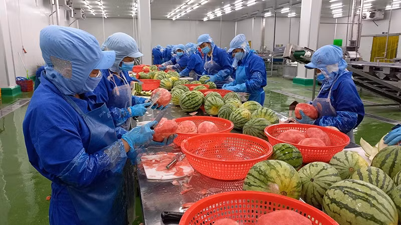 Fruit and vegetable exports have many opportunities for growth in the UAE. Photo: Processing watermelon at Thabico Tien Giang Food Industry Joint Stock Company. (Photo: NGUYEN SU)