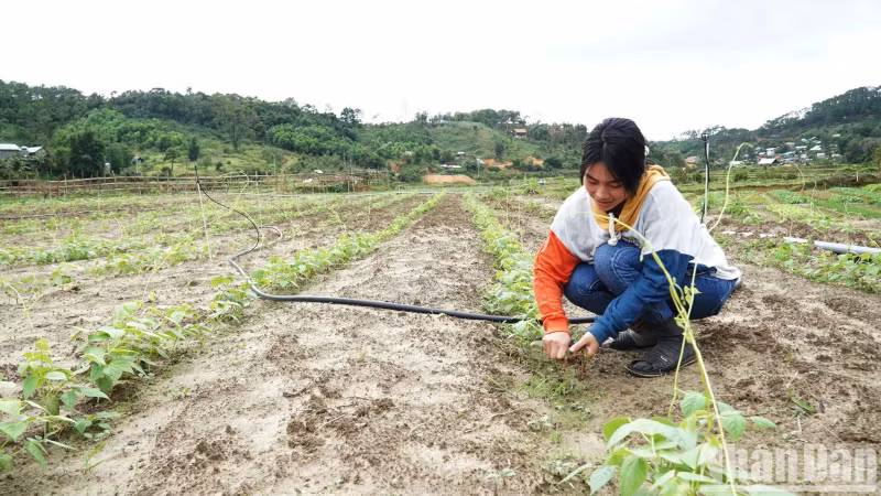 Y Loi was excited when she decided to switch crops to growing cold-climate vegetables and tubers. Y Loi was excited when she decided to switch crops to growing cold-climate vegetables and tubers.