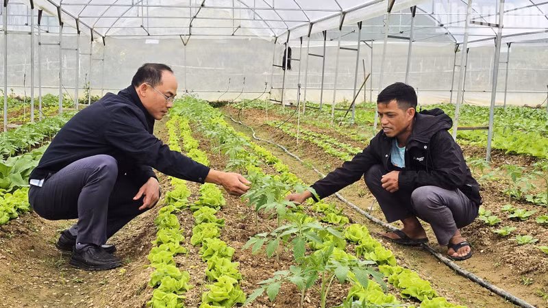 A Hung grows cold-climate vegetables in a greenhouse.