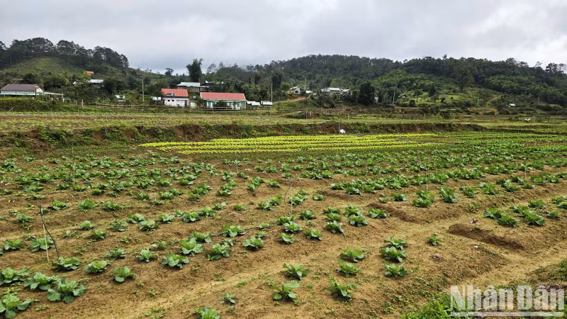 The vegetables and tubers are growing well, promising a bumper harvest for farmers. The vegetables and tubers are growing well, promising a bumper harvest for farmers.