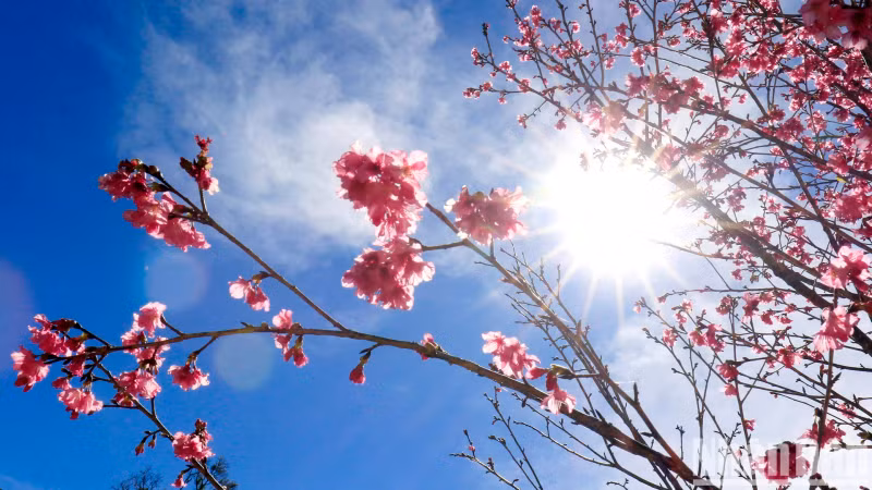 This delicate five-petal pink flower always attracts tourists. This delicate five-petal pink flower always attracts tourists.
