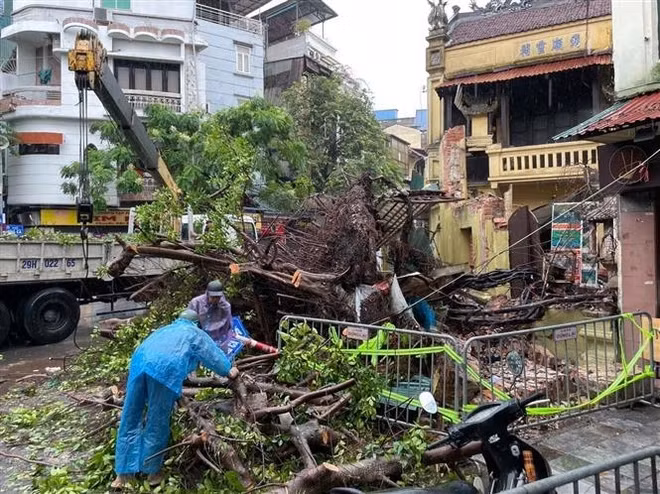 A uprooted tree in Hanoi due to the storm impact. (Photo: VNA)