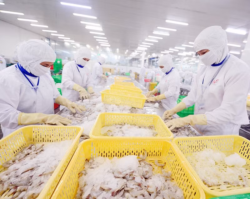 Processing seafood for export at Cafatex Seafood Joint Stock Company in Hau Giang Province. (Photo: TRAN QUOC)