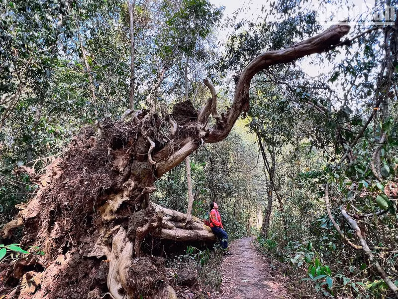 The forest in Nam Cat Tien is strictly protected, even the fallen trees due to erosion, rainstorms, etc., will be kept intact.