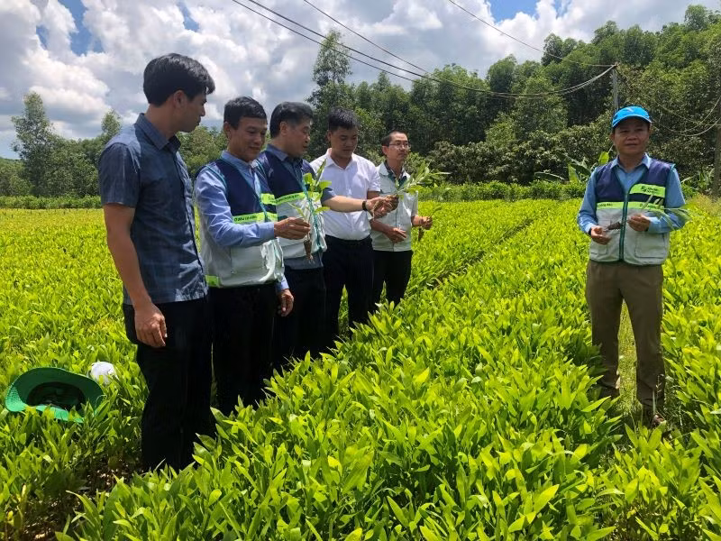 Director of the National Agricultural Extension Centre Le Quoc Thanh visits the forestry tree nursery model in Vinh Ha Commune, Vinh Linh District, Quang Tri Province.