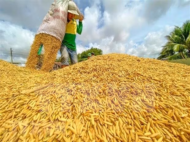 Rice harvesting in Can Tho (Photo: VNA)