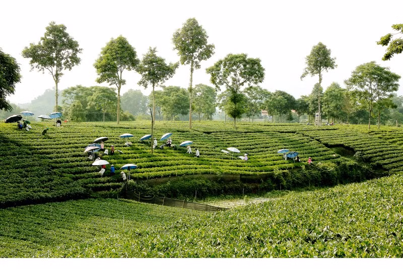 Tea hill in Thai Nguyen Province.