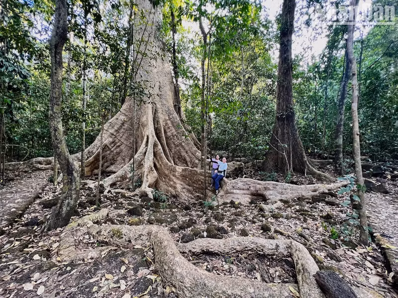 Standing in front of ancient trees with a lifespan of several centuries, maybe more than half a millennium, amid vast green forests, people will probably feel how small they are and feel their souls relax.