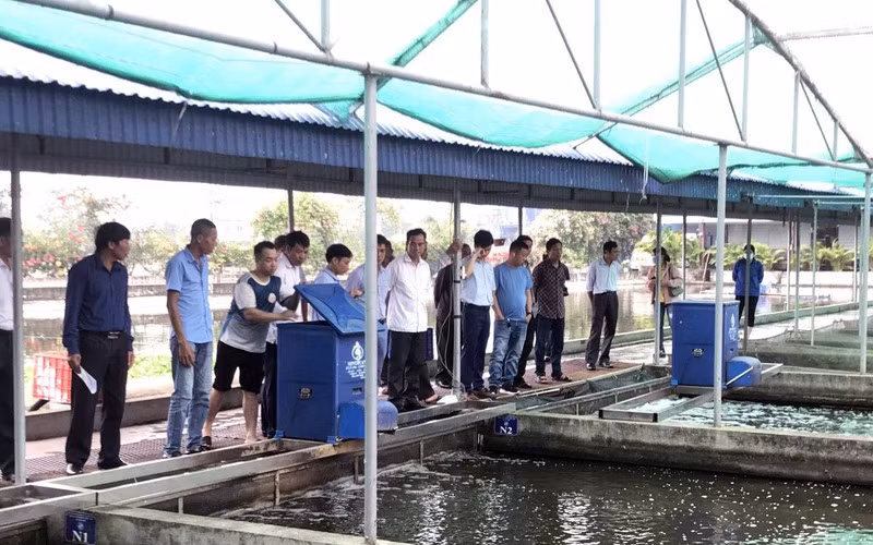 Xuyen Viet Seafood Production and Trade Cooperative (Hai Duong) brings many benefits, attracting many members to participate. (Photo: Le Viet)