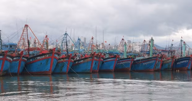 To remove the European Commission's yellow card, it is necessary for ship owners to comply with legal documents on seas and islands while operating at sea. (Photo: nongnghiep.vn)