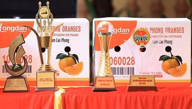 Orange grown in Cao Phong district is a famous specialty of Hoa Binh province. (Photo: VNA)