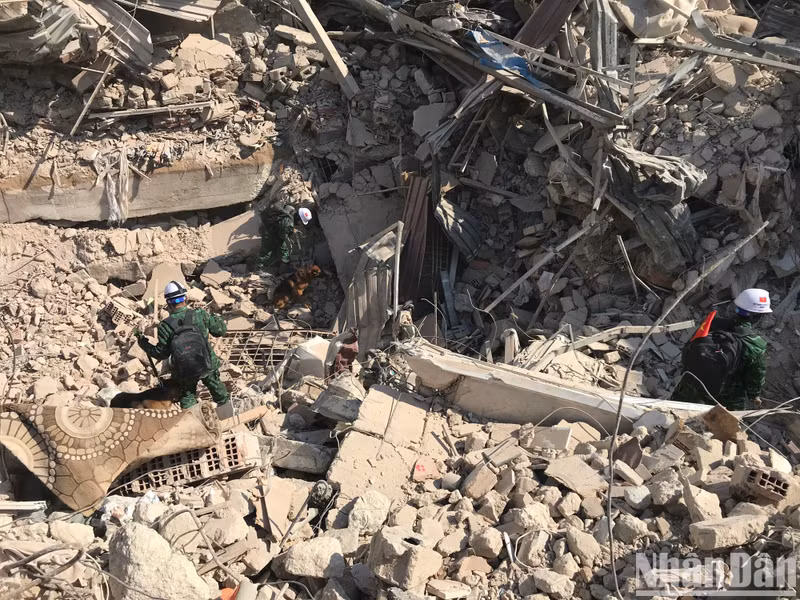 Service dogs search for victims of the earthquake in Hatay (Turkey).