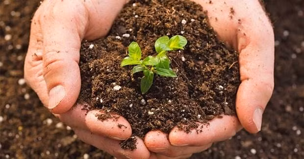 Fertilizer products of Ca Mau Petroleum Fertilizer Joint Stock Company are prioritized to serve the domestic market. (Photo: VNA)