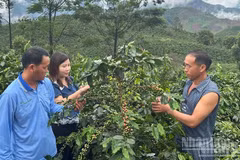 Officials from the General Services Centre of Quai To Commune, Dien Bien Province, instruct local people of Che A Hamlet on how to selectively pick ripe coffee cherries without damaging the plants. (Photo: LE LAN)