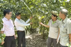 Farmers in Can Tho grow soursop to VietGAP standards for export. (Photo: NDO)