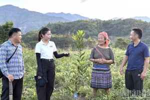 Residents of Nam Po 3 Village, Muong Nhe Commune, express their hopes of escaping poverty through macadamia and coffee trees planted to replace traditional crops with low yields. (Photo: LE LAN)