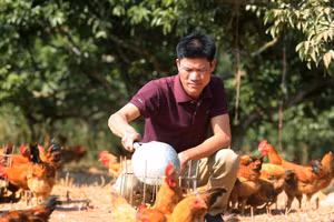 A farmer in Bac Ninh raises chickens on a farm after taking out a loan from a policy bank. Photo: Thanh Dat