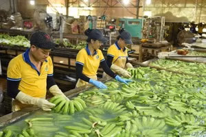 Pre-processing export bananas at Dau Tieng Rubber One Member Company Limited. (Photo: VRG)