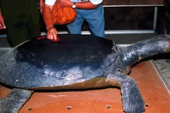 A Swinhoe’s softshell turtle specimen used in studies of the species’ morphology. (File photo)