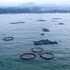 In Lien Huong Commune, several HDPE cage-based marine aquaculture areas have been established.