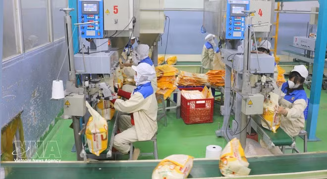 Rice is packaged for export at the Thao Son Food One Member Co., Ltd. plant under Loc Troi Group JSC. (Photo: VNA)