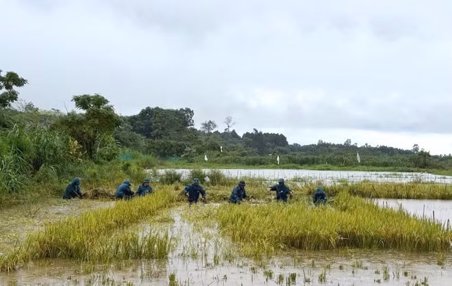 Militia members of Vinh Hoang commune under the Region 3 Defence Command – Vinh Linh (Quang Tri Provincial Military Command) assist local residents with rice harvesting. (Photo: VNA)