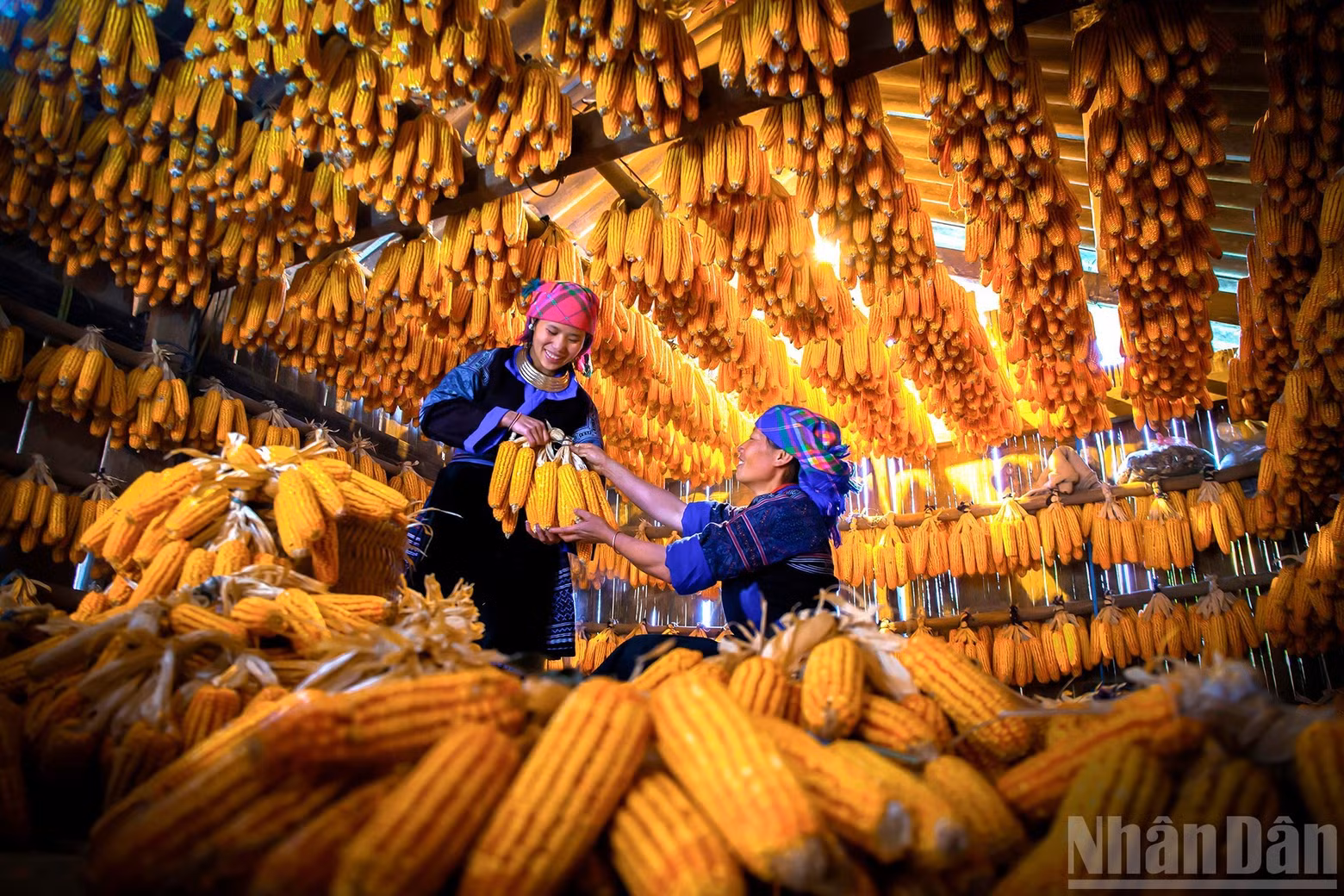 Work: Golden maize, abundant livelihoods. Author: Dang Thi Phuong Lan