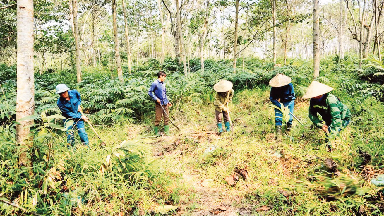 Workers from Xuan Oanh Cooperative in Phong Tho Commune, Lai Chau Province, care for and protect forests. (Photo: DINH DONG)