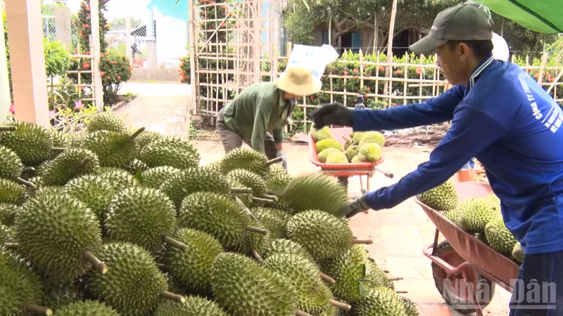 Farmers in Phong Dien Commune, Can Tho, harvest VietGAP-certified durian. (Photo: THANH TAM)