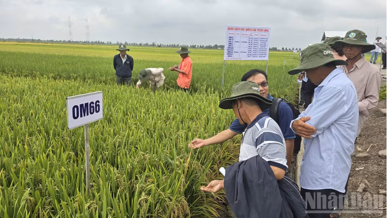 Can Tho farmers visit trials of high-quality rice varieties at the Cuu Long Delta Rice Research Institute. (Photo: THANH TAM)