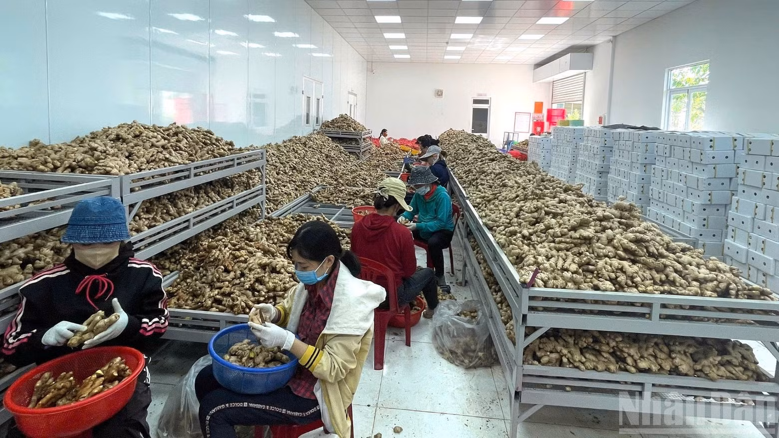 The agriculture, forestry and fisheries sector continues to serve as a pillar of the economy. (Photo: HNV)