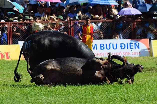Buffalo fighting festival generates excitement among crowds in Hai Phong ảnh 7 Buffalo fighting festival generates excitement among crowds in Hai Phong ảnh 7