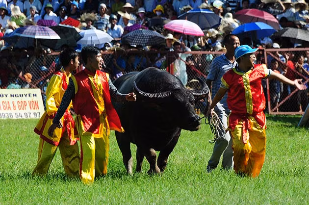 Buffalo fighting festival generates excitement among crowds in Hai Phong ảnh 9 Buffalo fighting festival generates excitement among crowds in Hai Phong ảnh 9