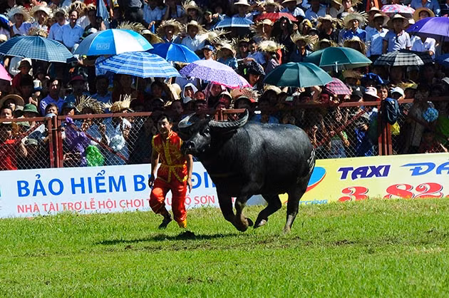 Buffalo fighting festival generates excitement among crowds in Hai Phong ảnh 5 Buffalo fighting festival generates excitement among crowds in Hai Phong ảnh 5