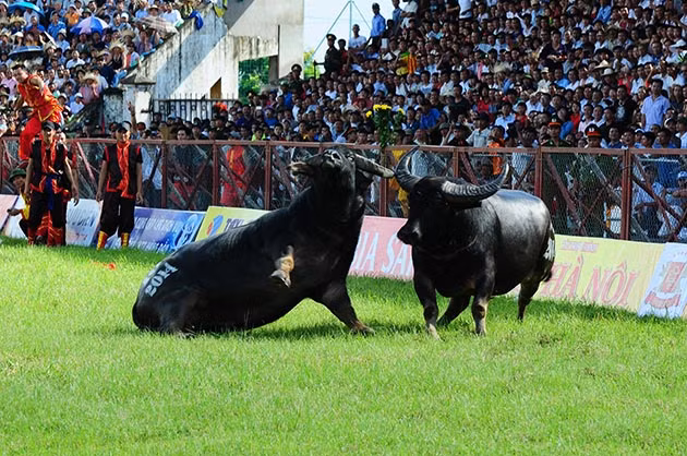 Buffalo fighting festival generates excitement among crowds in Hai Phong ảnh 8 Buffalo fighting festival generates excitement among crowds in Hai Phong ảnh 8