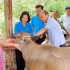The Thai Nguyen Provincial Federation of Labour presents a breeding buffalo to support a poor household in Phong Quang Commune. (Photo: THU HUE)