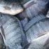 Tilapia exports to Brazil surge 222 times in eight months (Photo: vasep.com.vn)