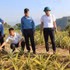 The supervisory delegation of the Dien Bien Provincial People’s Council’s Ethnic Affairs Committee conducts a field inspection of a community-based production support project for pineapple cultivation and care in Cong Binh Hamlet, Nua Ngam Commune. (Photo: LE LAN)