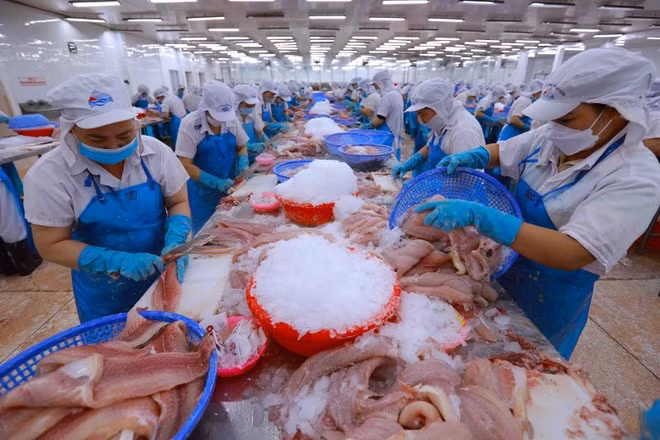 Processing tra fish for export (Photo: VNA)
